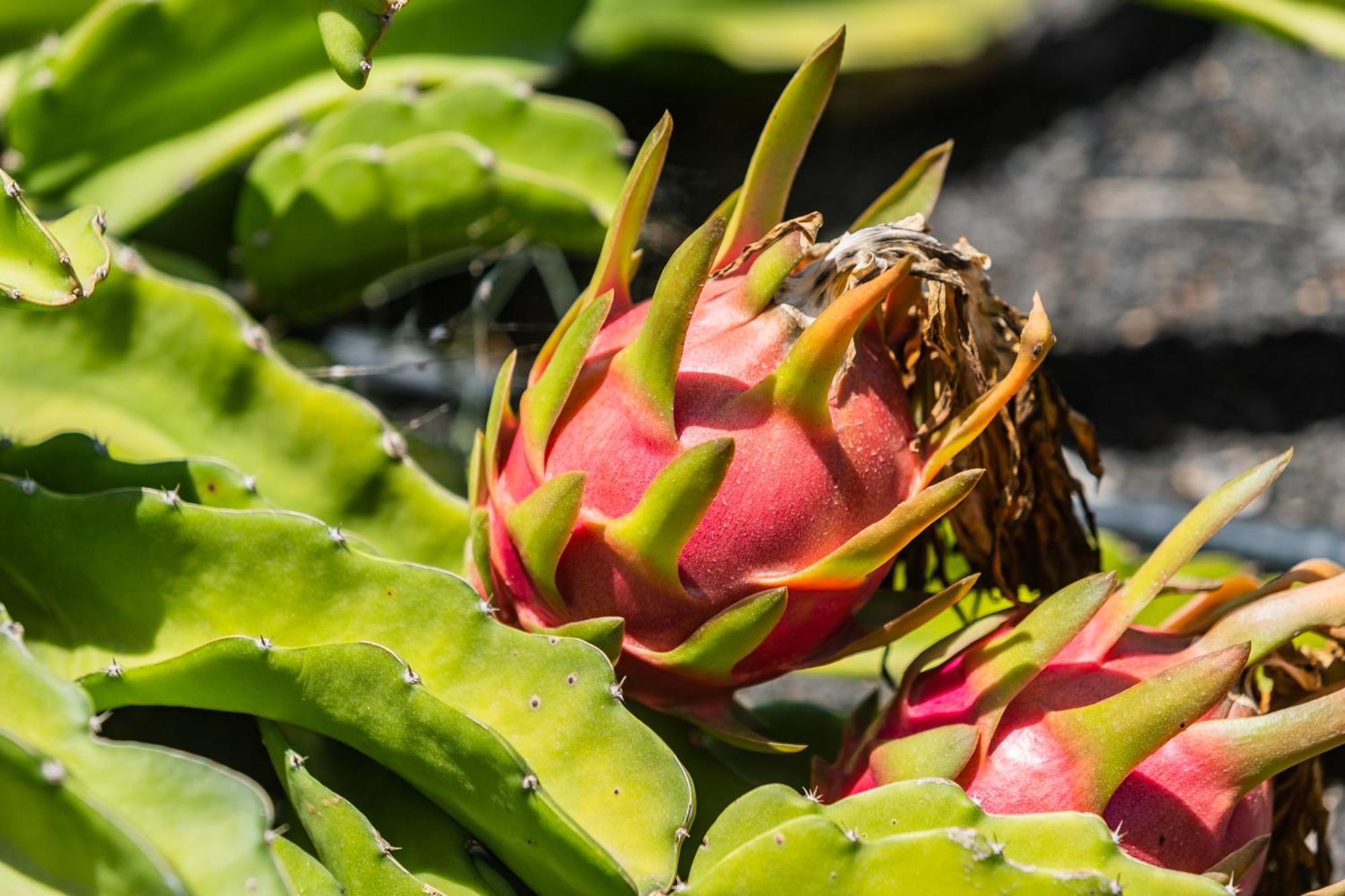 Villa Dulce Celestino Lanzarote Nazaret Ngoại thất bức ảnh